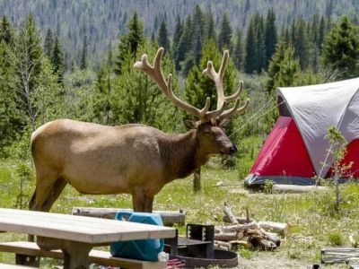 How to Plan a Camping Trip Around Rare Wildlife Sightings Like Elk Migration