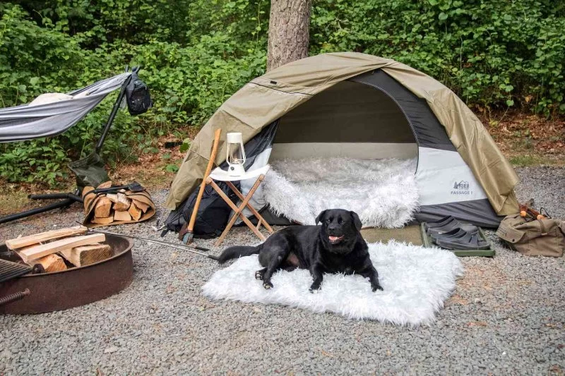 How to Camp With Dogs Safely: Expert Advice, Gear Recommendations, and Pro Tips