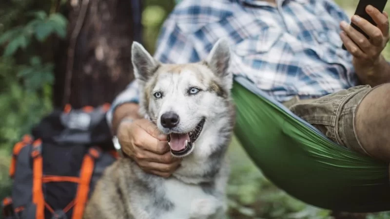 Camp With Dogs Safely: Expert Advice and Pro Tips